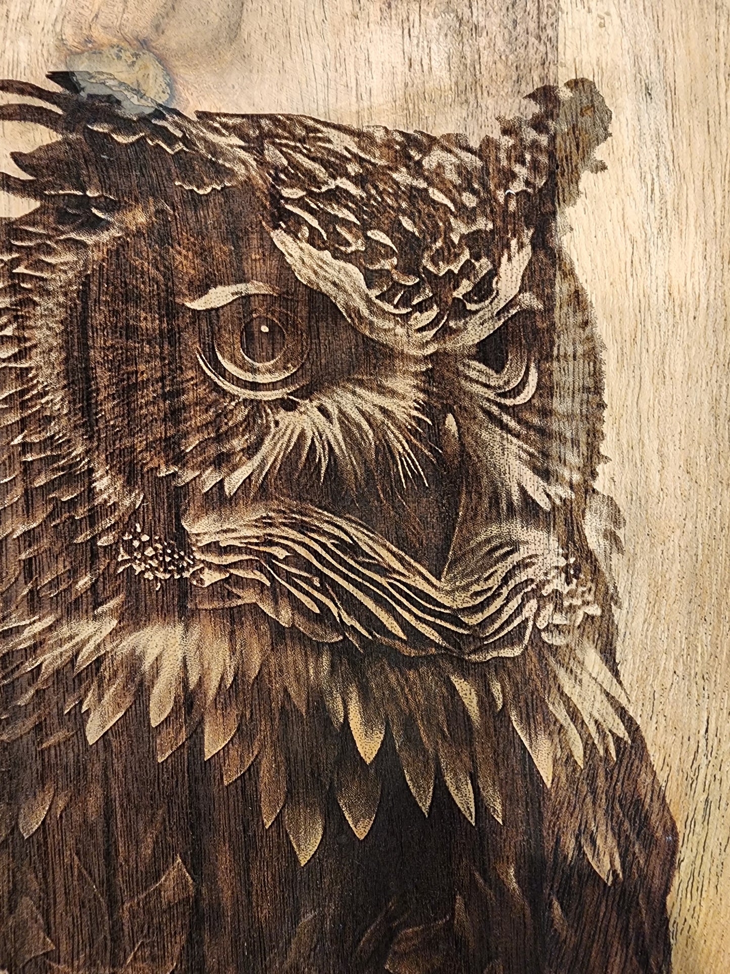 Owl