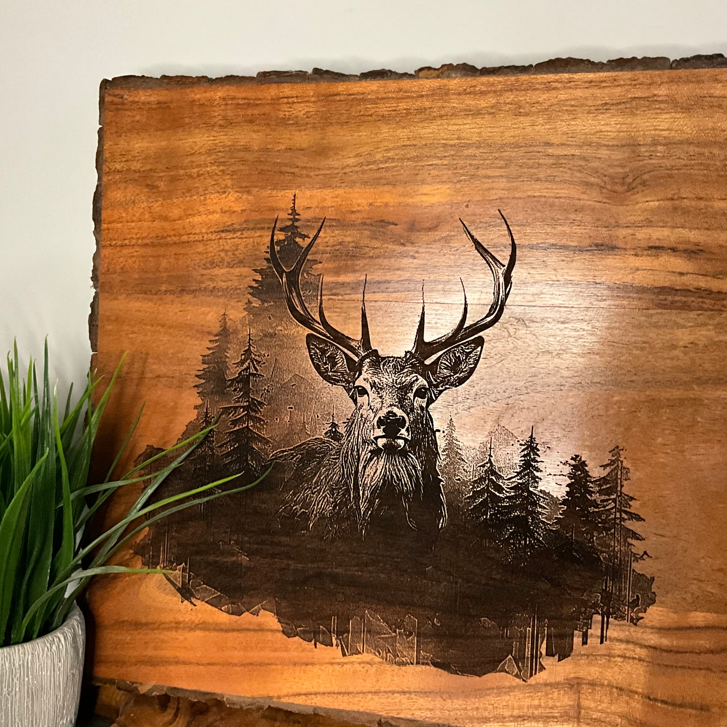 Deer